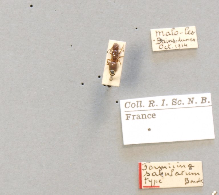 B110 Formicina umbrata var. sabularum Labels.JPG B110 Formicina umbrata var. sabularum Labels.JPG