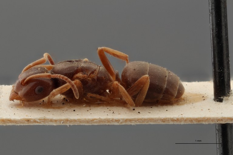 B110 Formicina umbrata var. sabularum Lateral ZS PMax.jpg B110 Formicina umbrata var. sabularum Lateral ZS PMax.jpg
