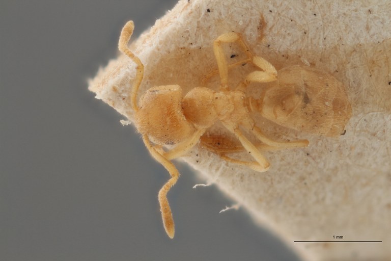 B021 Lasius var. myops Dorsal ZS PMax.jpg B021 Lasius var. myops Dorsal ZS PMax.jpg
