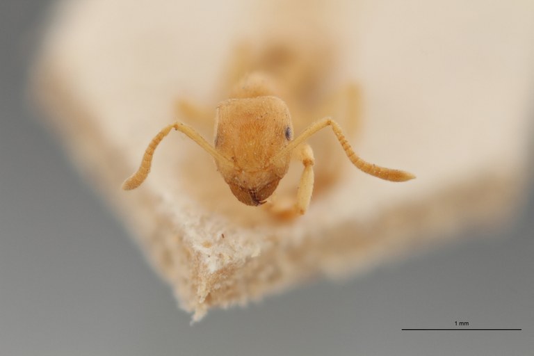 B021 Lasius var. myops Frontal ZS PMax.jpg B021 Lasius var. myops Frontal ZS PMax.jpg