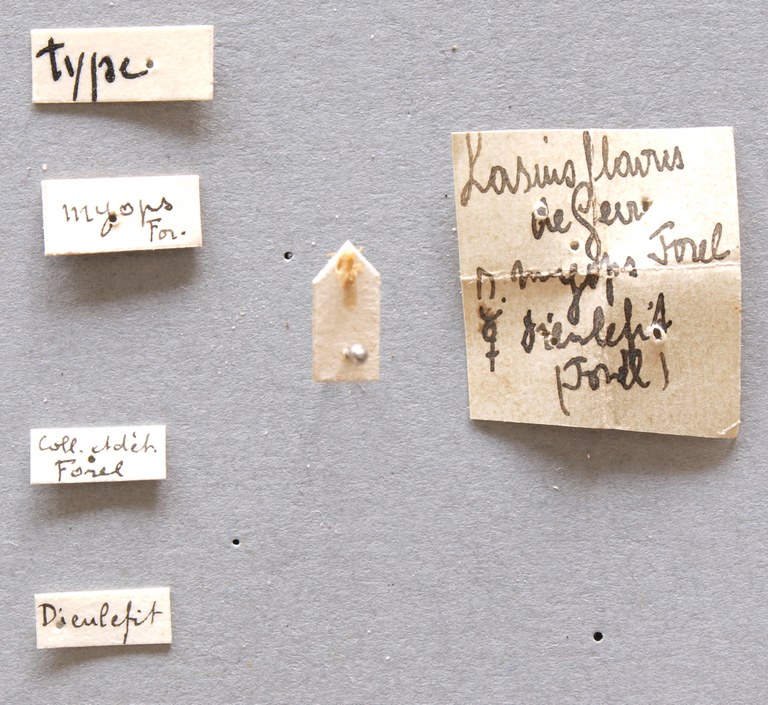 B021 Lasius var. myops Labels.jpg B021 Lasius var. myops Labels.jpg