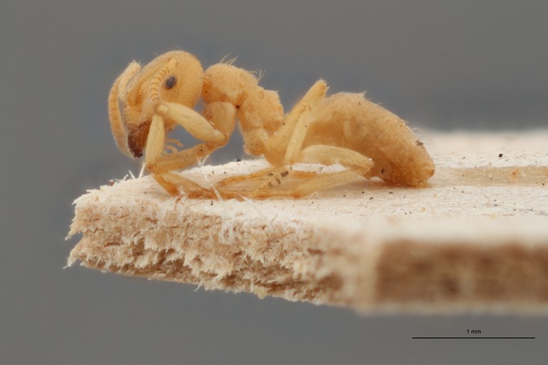 B021 Lasius var. myops Lateral ZS PMax.jpg B021 Lasius var. myops Lateral ZS PMax.jpg