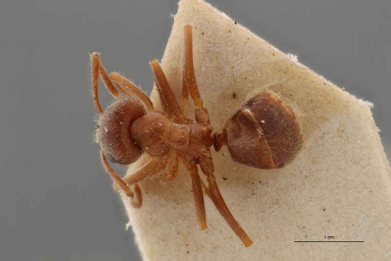 B047 Lasius niger var. nigroemarginatus Dorsal ZS PMax.jpg B047 Lasius niger var. nigroemarginatus Dorsal ZS PMax.jpg