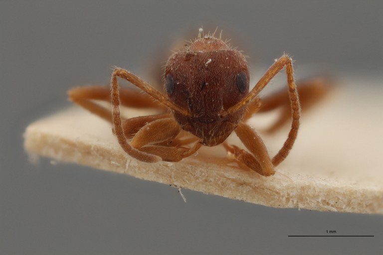B047 Lasius niger var. nigroemarginatus Frontal ZS PMax.jpg B047 Lasius niger var. nigroemarginatus Frontal ZS PMax.jpg