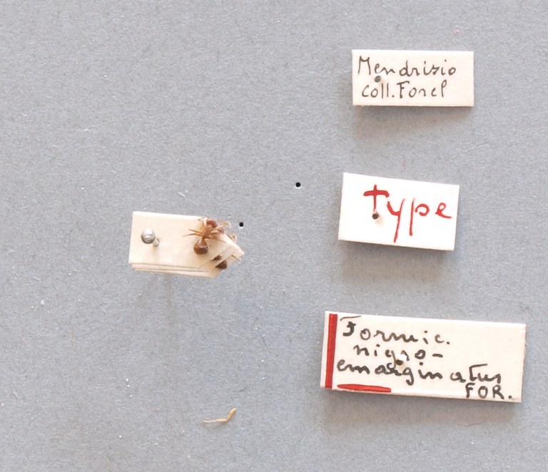 B047 Lasius niger var. nigroemarginatus Labels.JPG B047 Lasius niger var. nigroemarginatus Labels.JPG