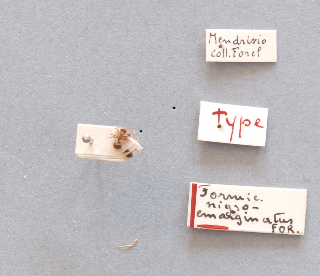 B047 Lasius niger var. nigroemarginatus Labels.JPG