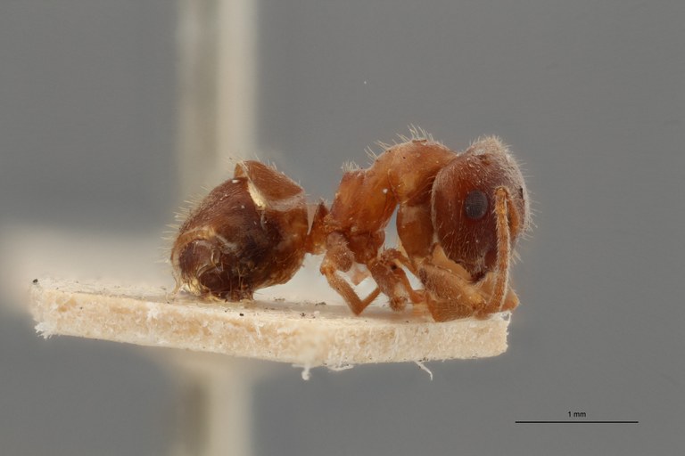 B047 Lasius niger var. nigroemarginatus Lateral ZS PMax.jpg B047 Lasius niger var. nigroemarginatus Lateral ZS PMax.jpg