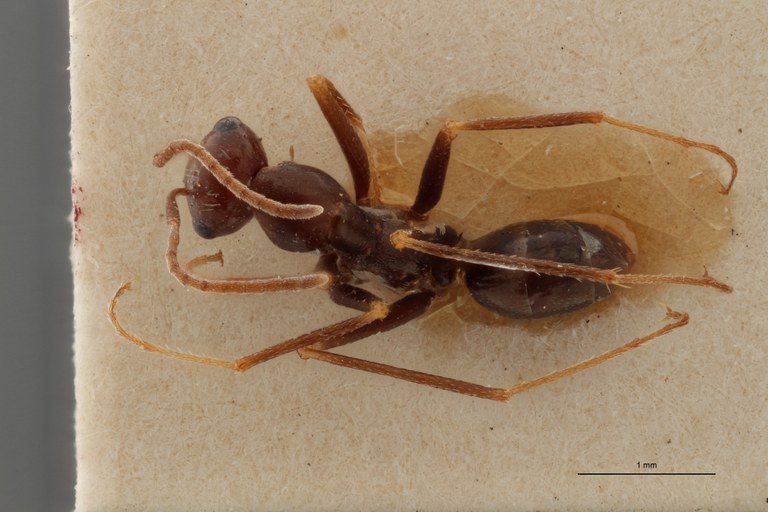 B082 Myrmecocystus (Cataglyphis) cursor subsp. italicus Dorsal ZS PMax.jpg