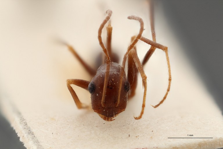 B082 Myrmecocystus (Cataglyphis) cursor subsp. italicus Frontal ZS PMax.jpg
