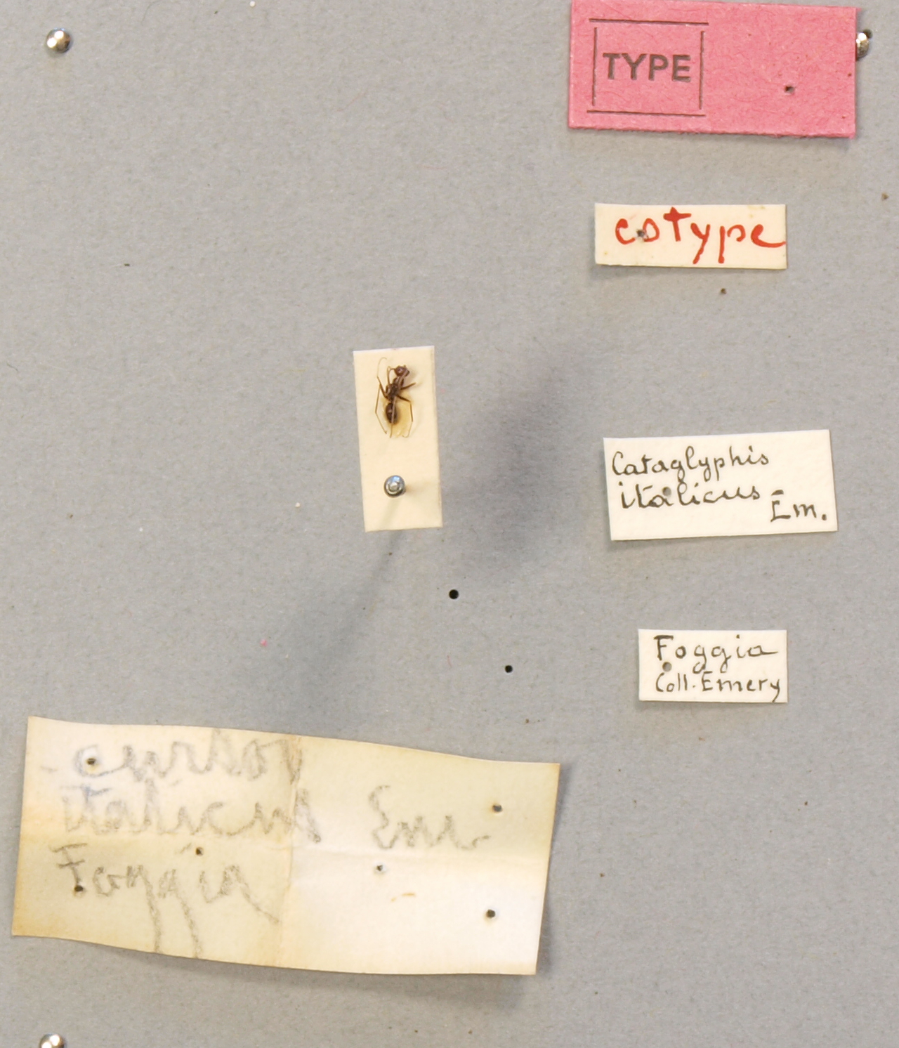 B082 Myrmecocystus (Cataglyphis) cursor subsp. italicus Labels.JPG
