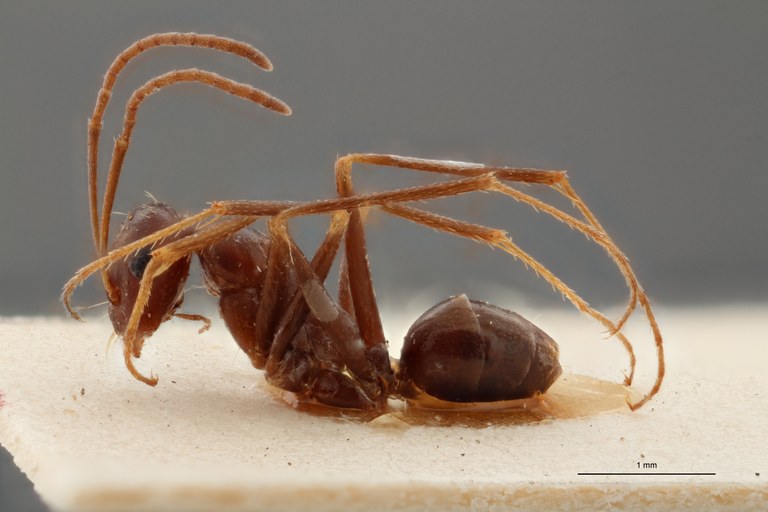 B082 Myrmecocystus (Cataglyphis) cursor subsp. italicus Lateral ZS PMax.jpg