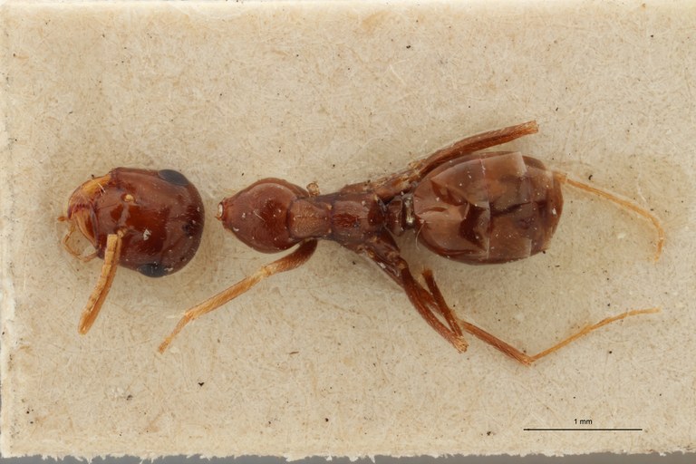 B080 Myrmecocystus emeryi Dorsal ZS PMax.jpg B080 Myrmecocystus emeryi Dorsal ZS PMax.jpg