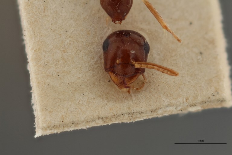 B080 Myrmecocystus emeryi Frontal ZS PMax.jpg B080 Myrmecocystus emeryi Frontal ZS PMax.jpg