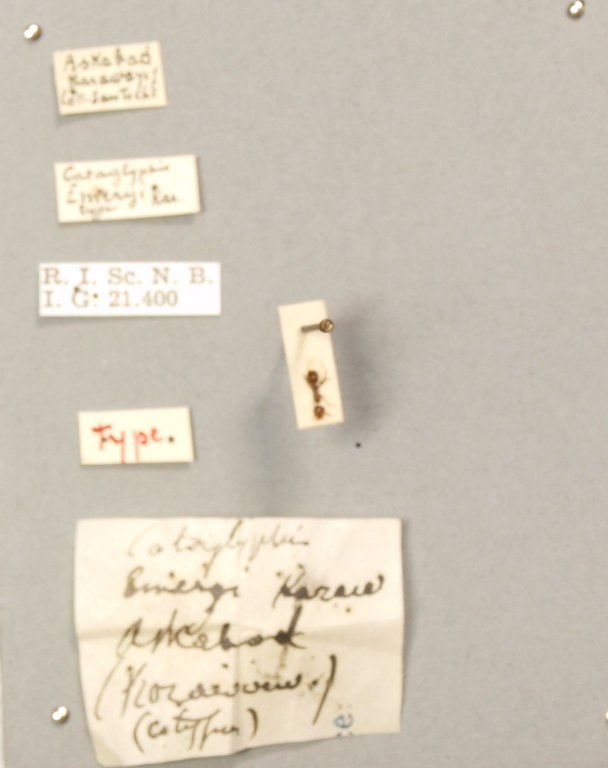 B080 Myrmecocystus emeryi Labels.JPG B080 Myrmecocystus emeryi Labels.JPG
