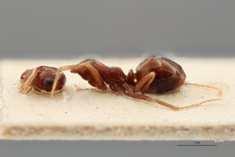 B080 Myrmecocystus emeryi Lateral ZS PMax.jpg B080 Myrmecocystus emeryi Lateral ZS PMax.jpg