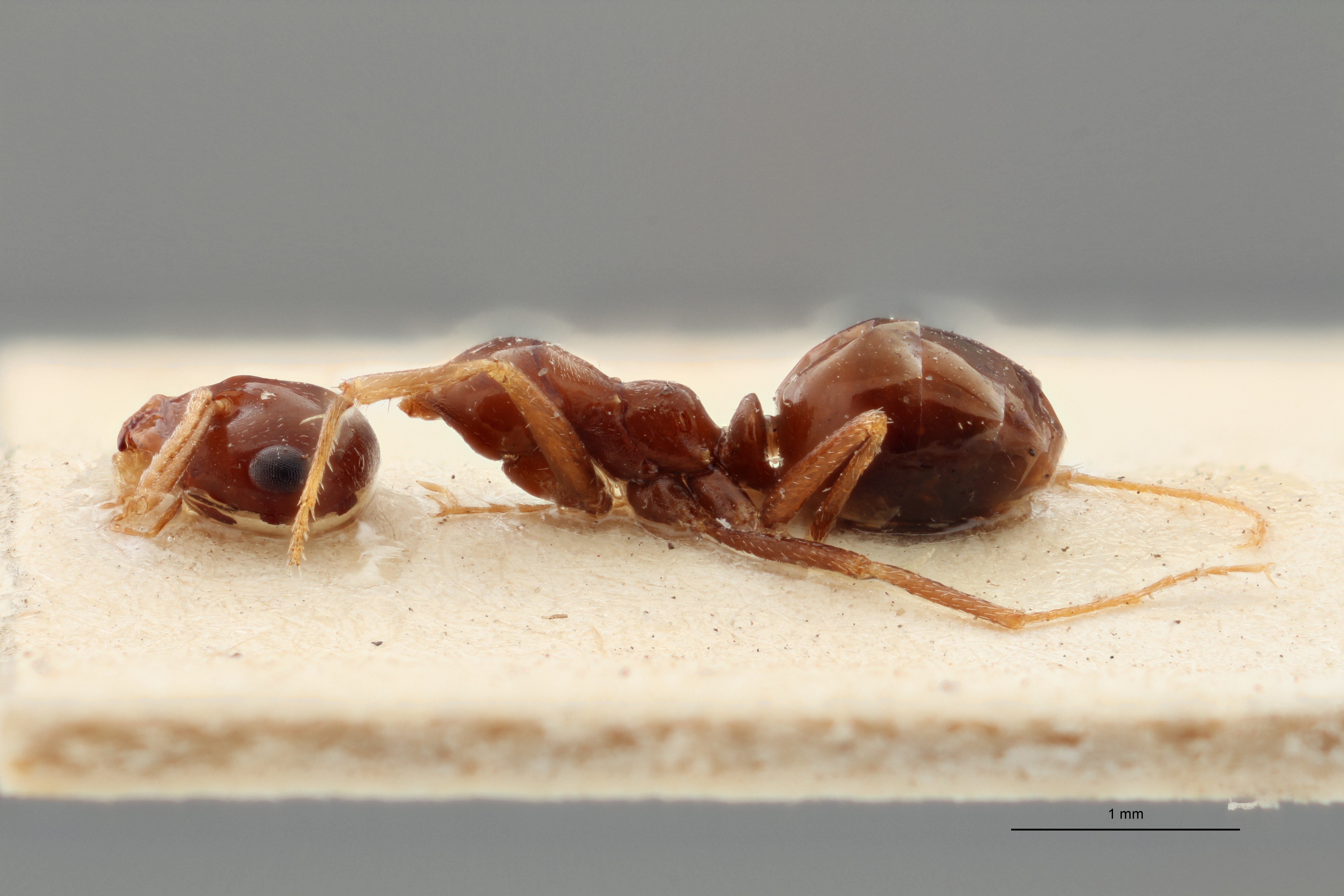 B080 Myrmecocystus emeryi Lateral ZS PMax.jpg