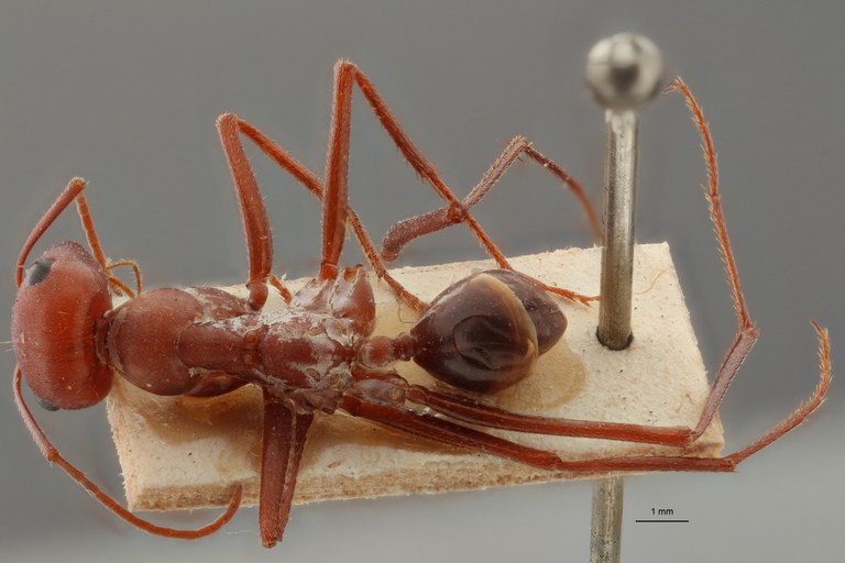 B083 Cataglyphis viaticus var. orientalis Dorsal ZS PMax.jpg B083 Cataglyphis viaticus var. orientalis Dorsal ZS PMax.jpg