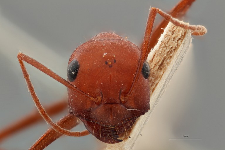 B083 Cataglyphis viaticus var. orientalis Frontal ZS PMax.jpg B083 Cataglyphis viaticus var. orientalis Frontal ZS PMax.jpg