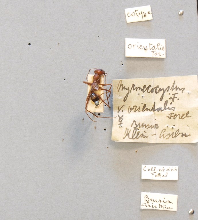 B083 Cataglyphis viaticus var. orientalis Labels.JPG B083 Cataglyphis viaticus var. orientalis Labels.JPG