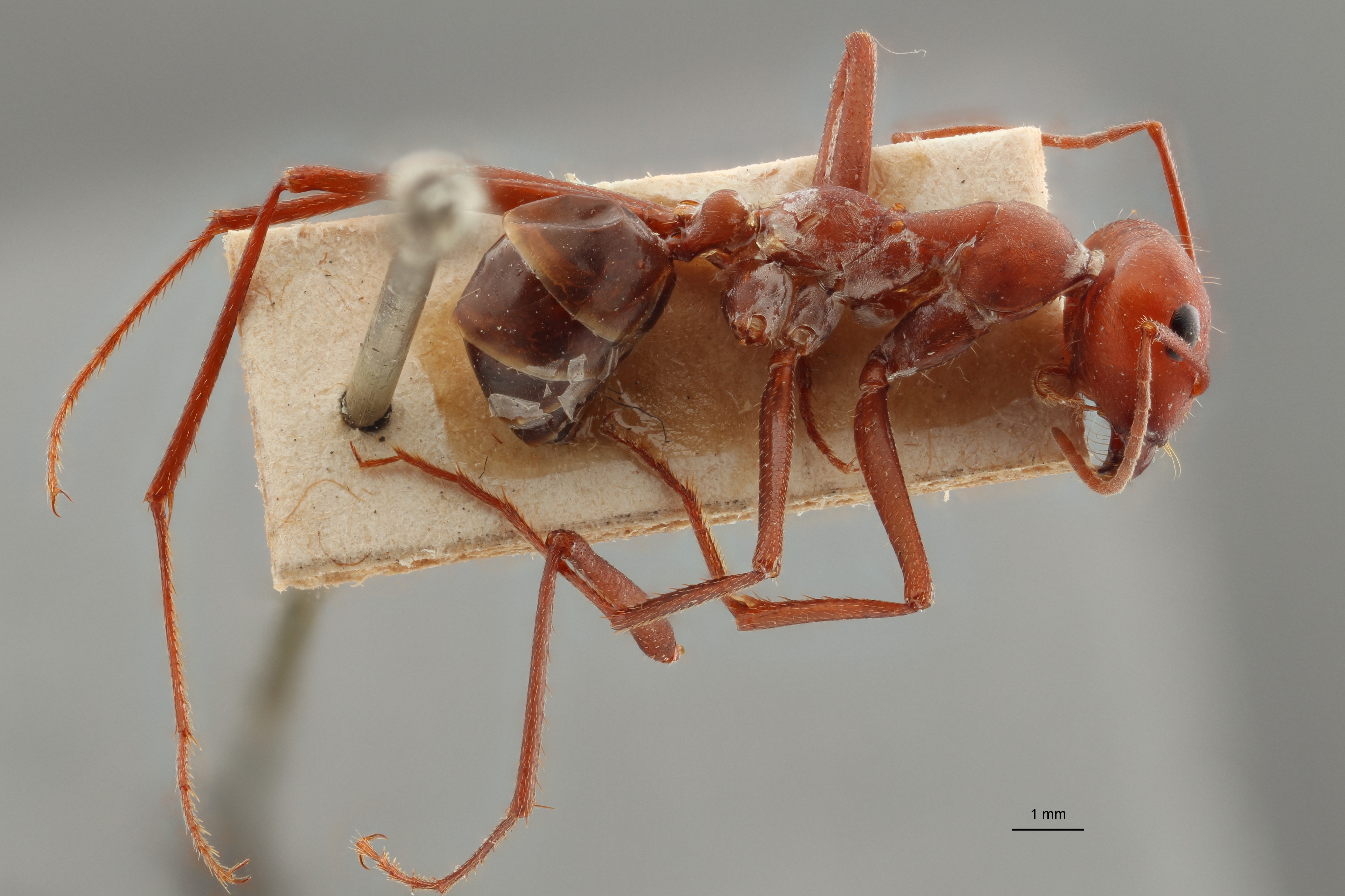 B083 Cataglyphis viaticus var. orientalis Lateral ZS PMax.jpg
