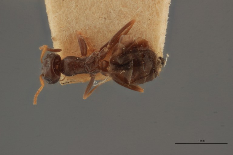 B016 Plagiolepis simulans Dorsal ZS PMax.jpg B016 Plagiolepis simulans Dorsal ZS PMax.jpg