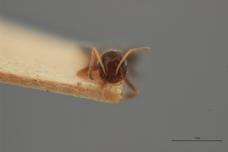 B016 Plagiolepis simulans Frontal ZS PMax.jpg B016 Plagiolepis simulans Frontal ZS PMax.jpg