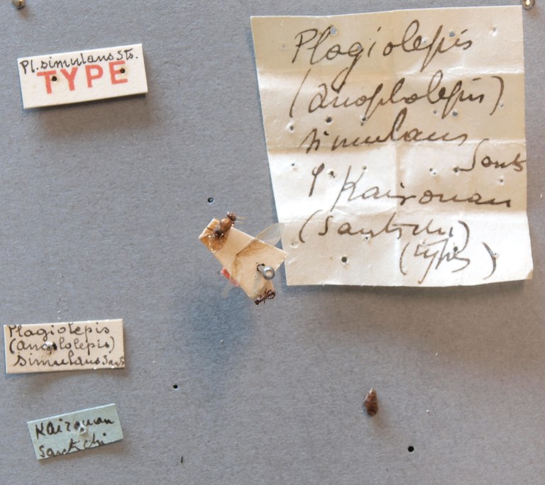 B016 Plagiolepis simulans Labels.jpg B016 Plagiolepis simulans Labels.jpg