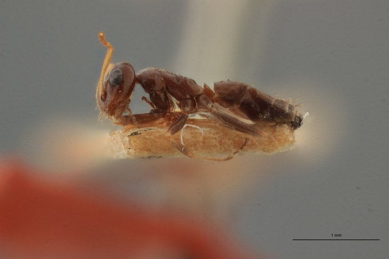 B016 Plagiolepis simulans Lateral ZS PMax.jpg B016 Plagiolepis simulans Lateral ZS PMax.jpg