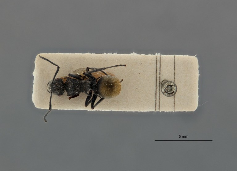 Polyrhachis (Chariomyrma) leopoldi ht D.jpg