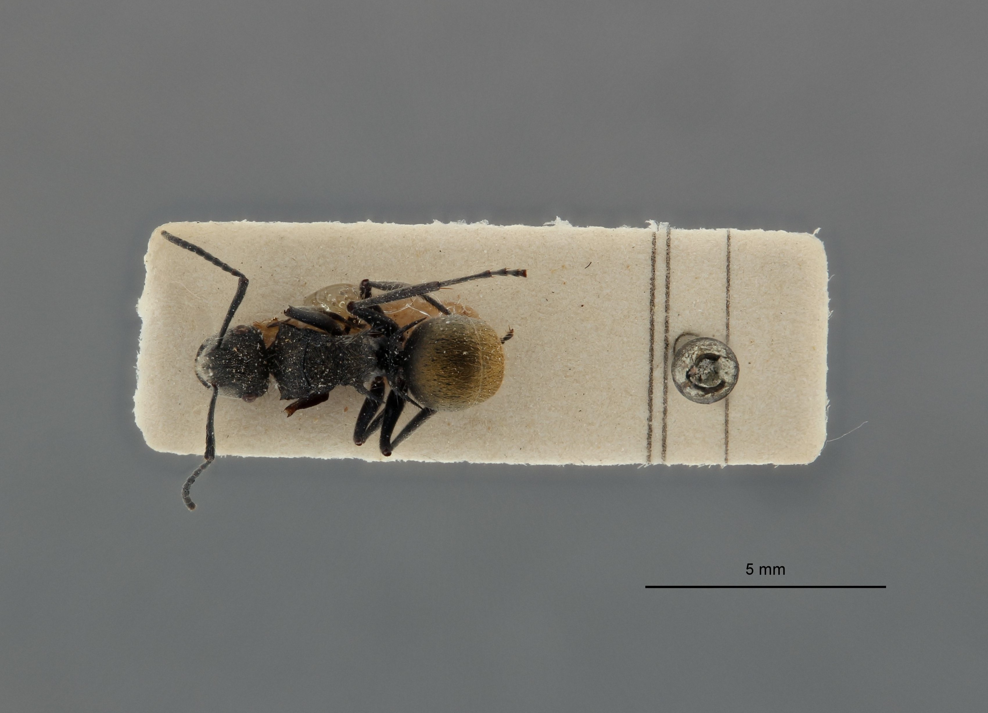 Polyrhachis (Chariomyrma) leopoldi ht D.jpg