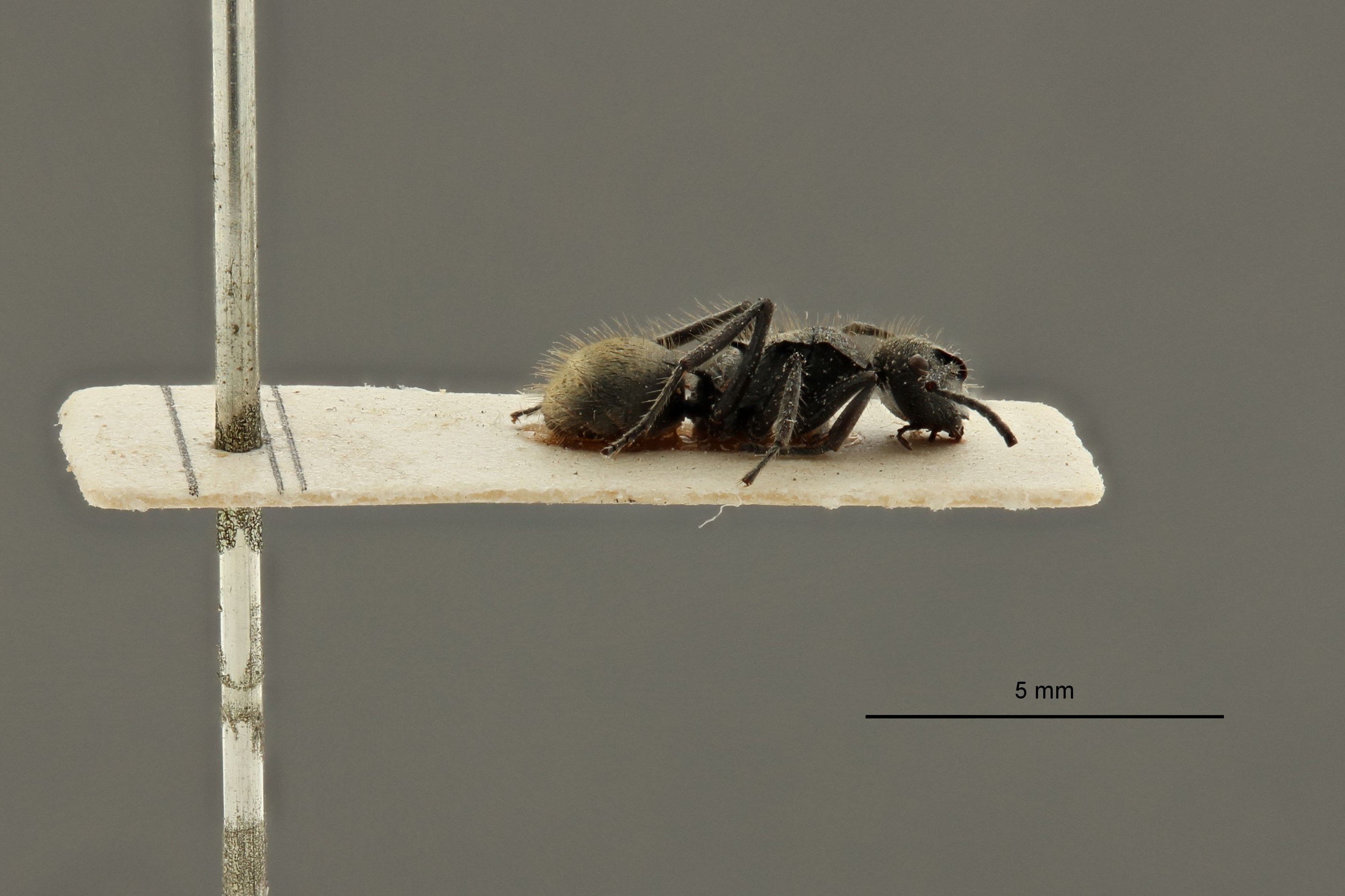 Polyrhachis (Chariomyrma) leopoldi pt L.jpg