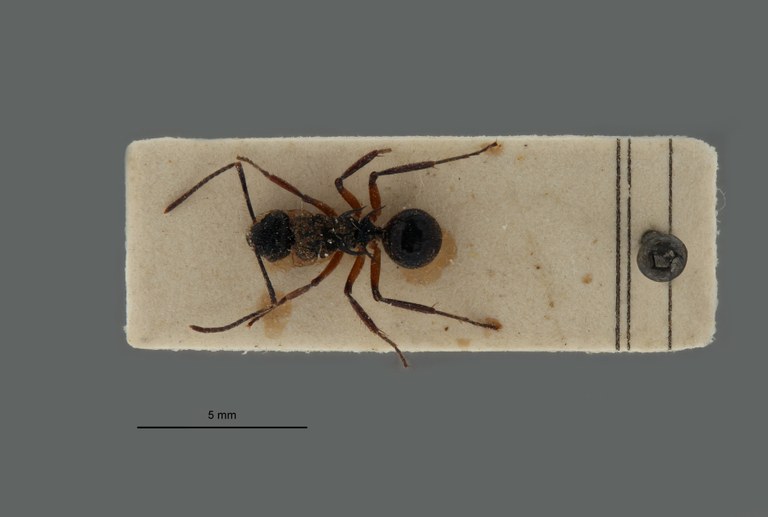 Polyrhachis Chariomyrma scapulata t D.jpg