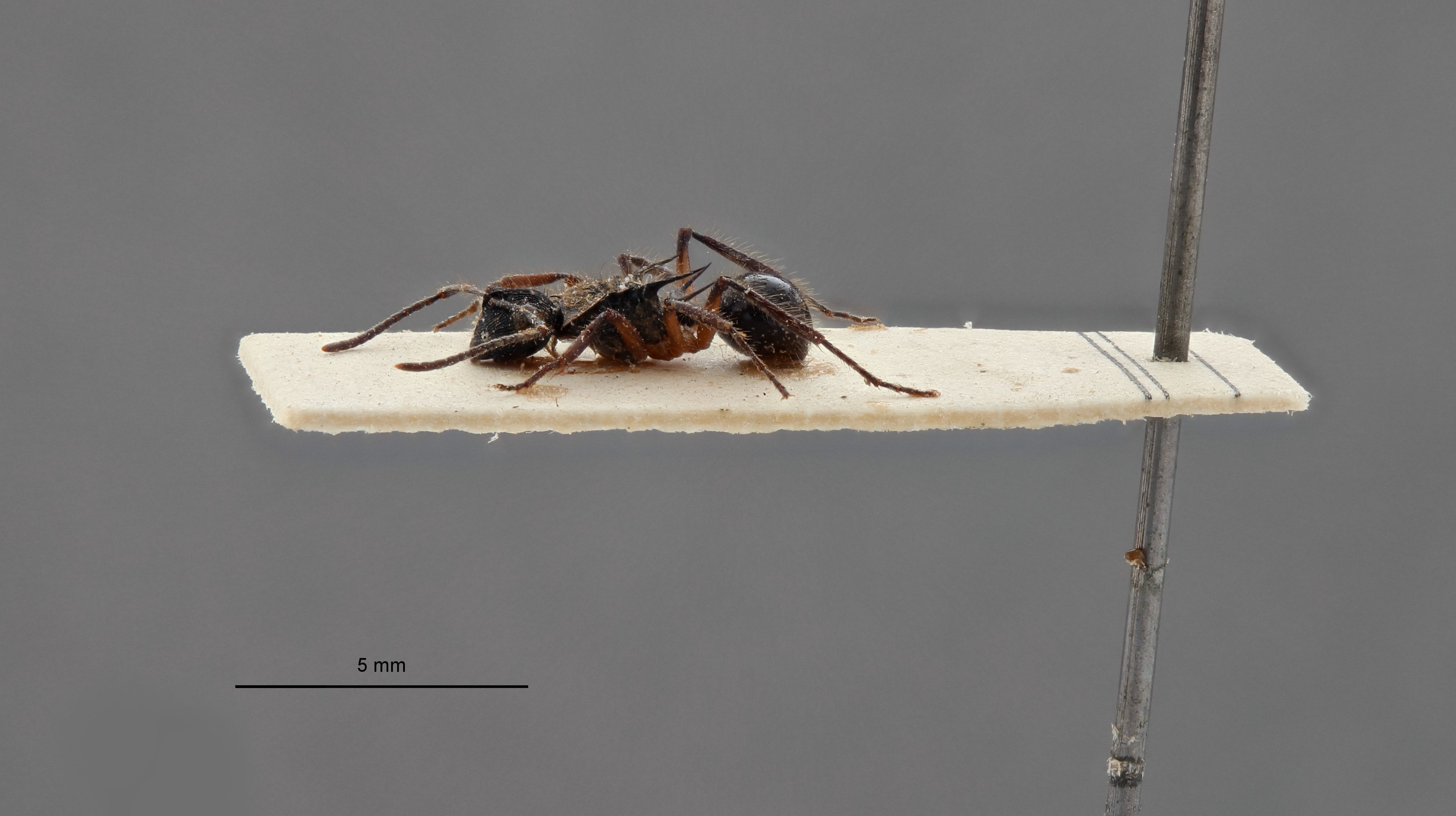 Polyrhachis Chariomyrma scapulata t L.jpg