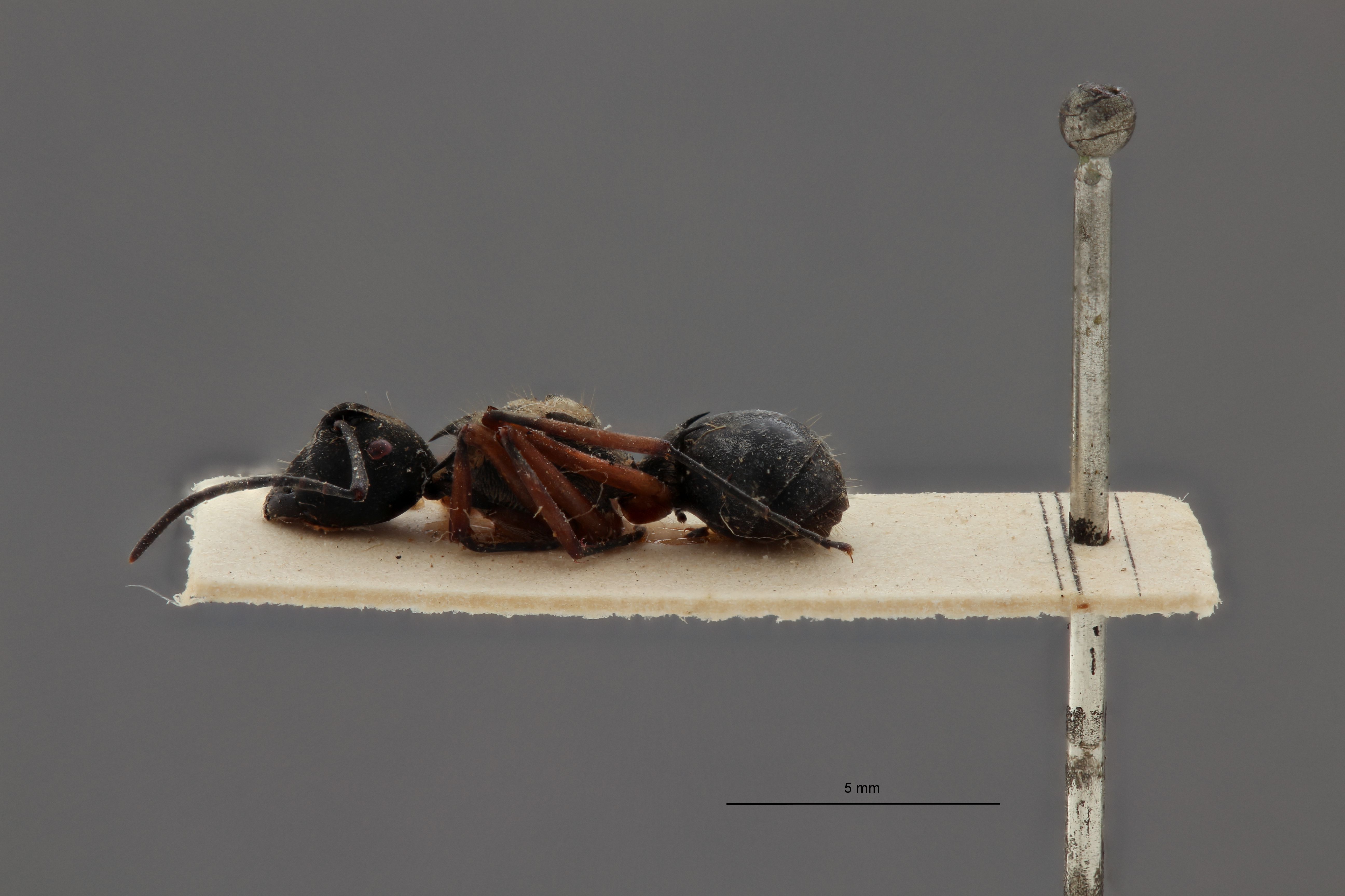 Polyrhachis (Myrma) relucens ithonus var. silvatica t L.jpg