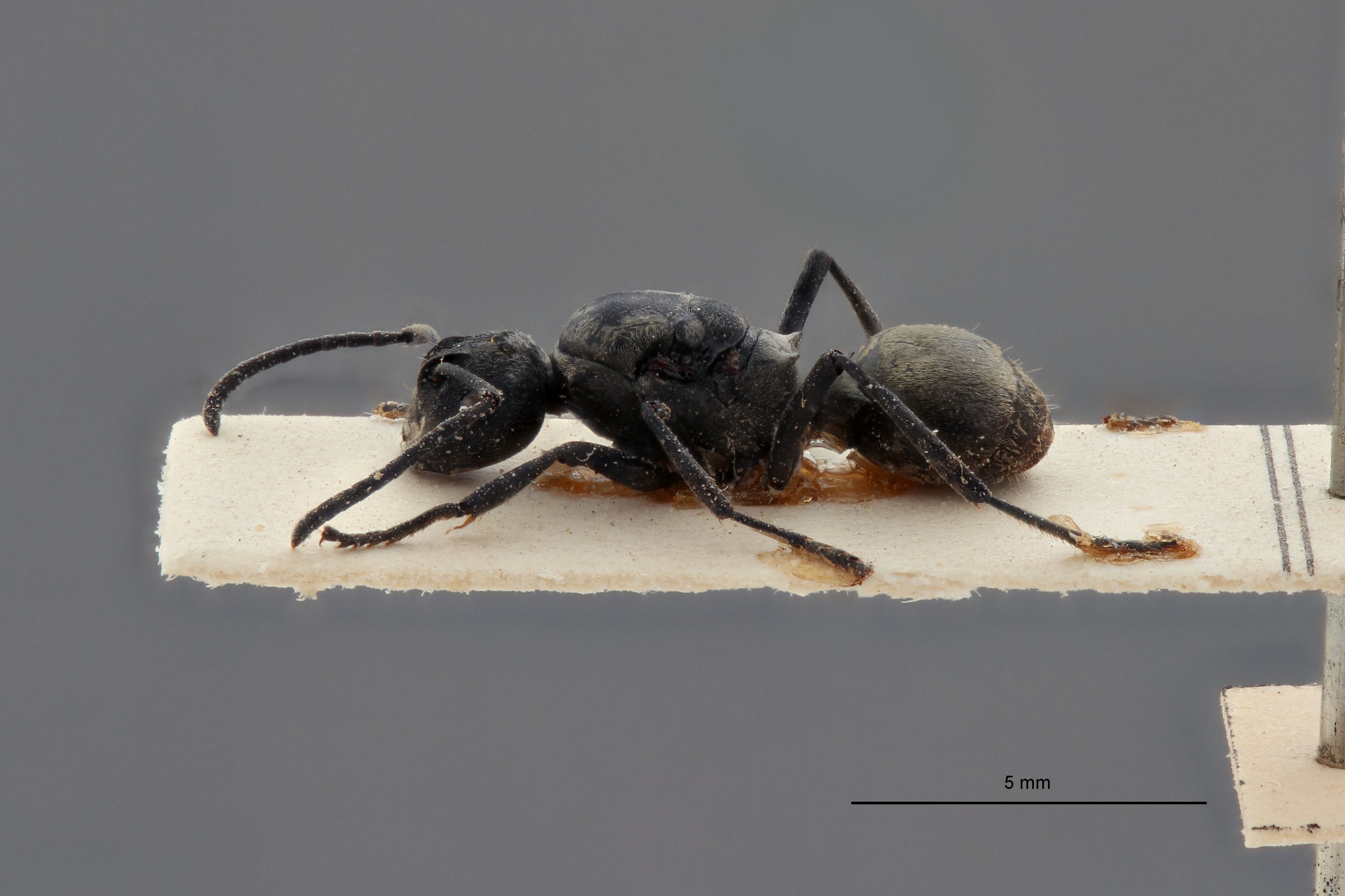 Polyrhachis (Myrmhopla) dives var. siwiensis t L.jpg