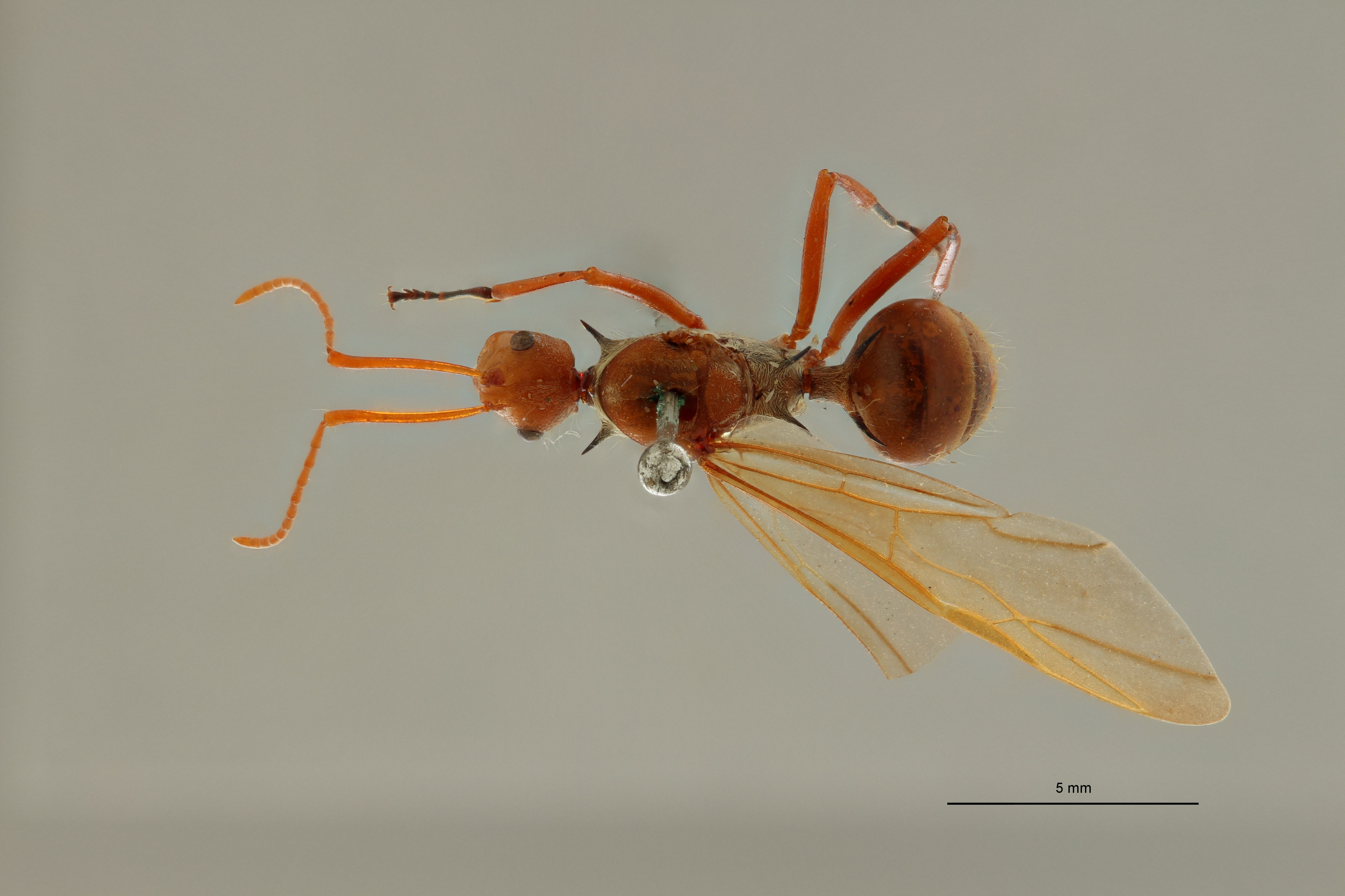 Polyrhachis (Myrmhopla) ochracea at D.jpg