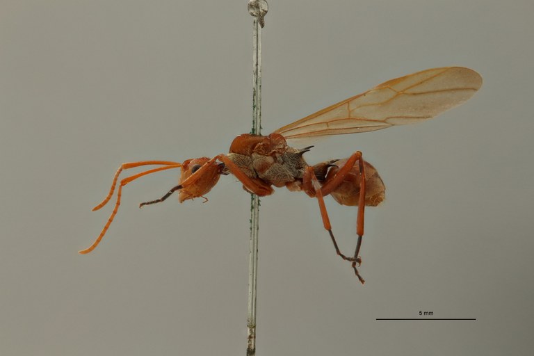 Polyrhachis (Myrmhopla) ochracea at L.jpg