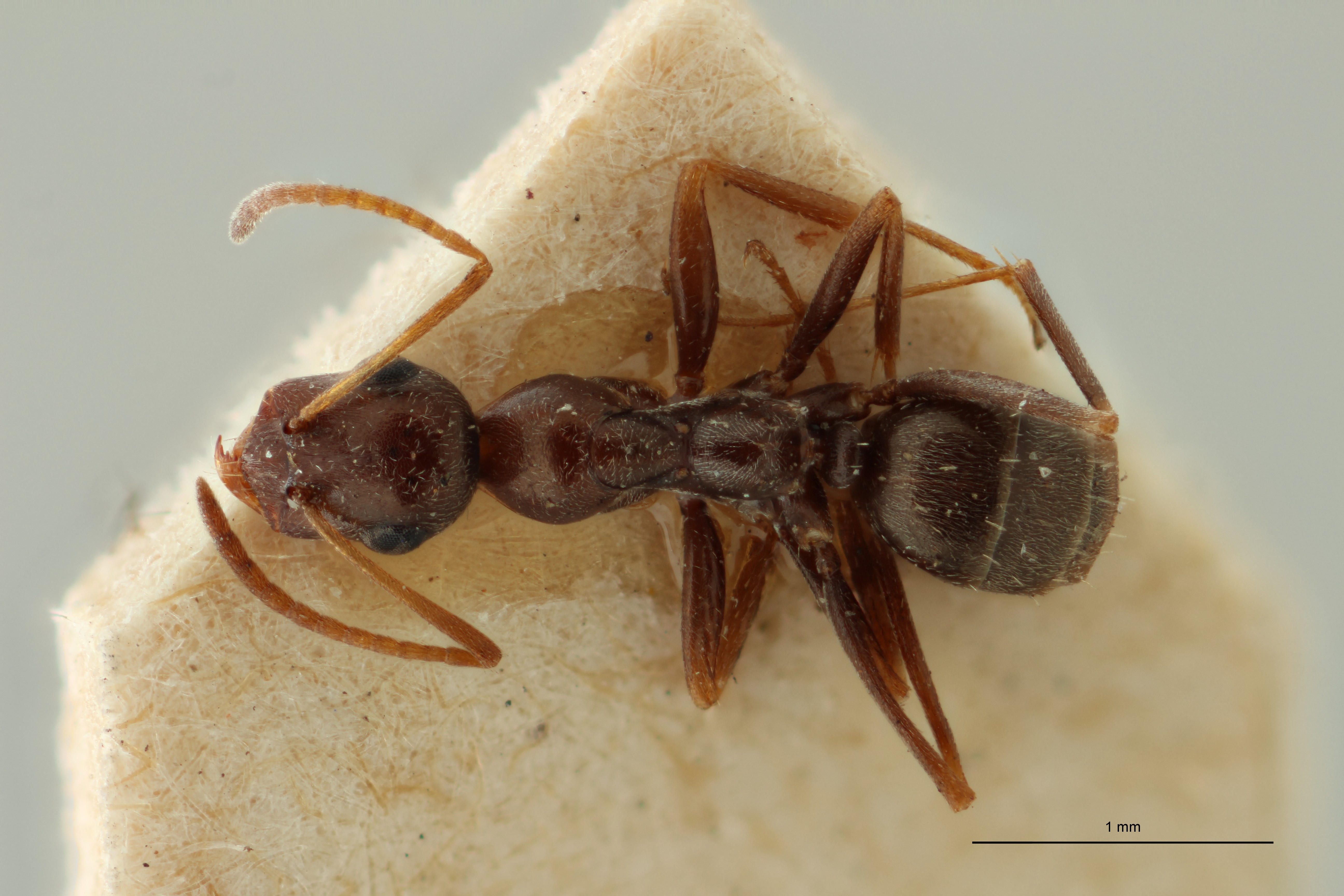 Proformica ferreri O1 D ZS PMax Scaled.jpeg