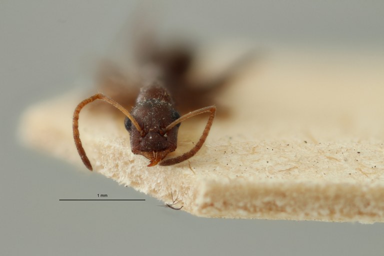 Proformica ferreri O1 F ZS PMax Scaled.jpeg