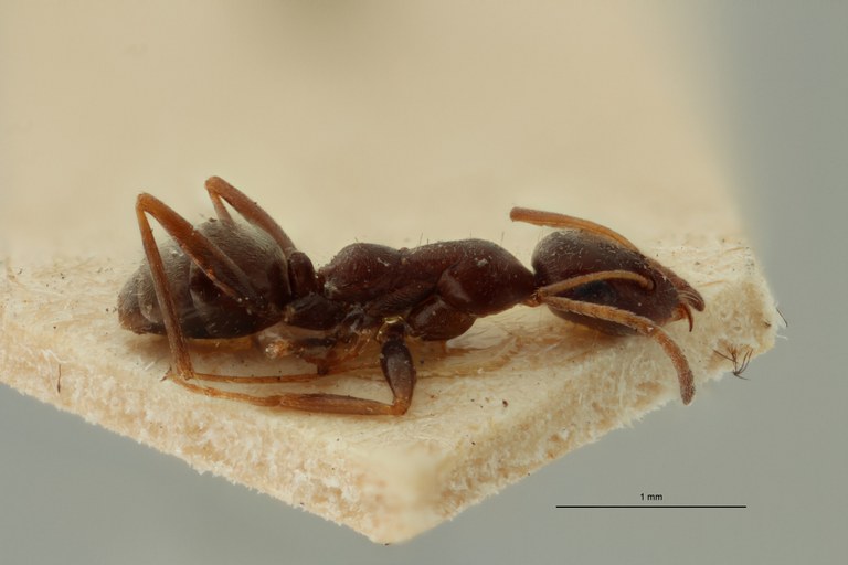 Proformica ferreri O1 L ZS PMax Scaled.jpeg