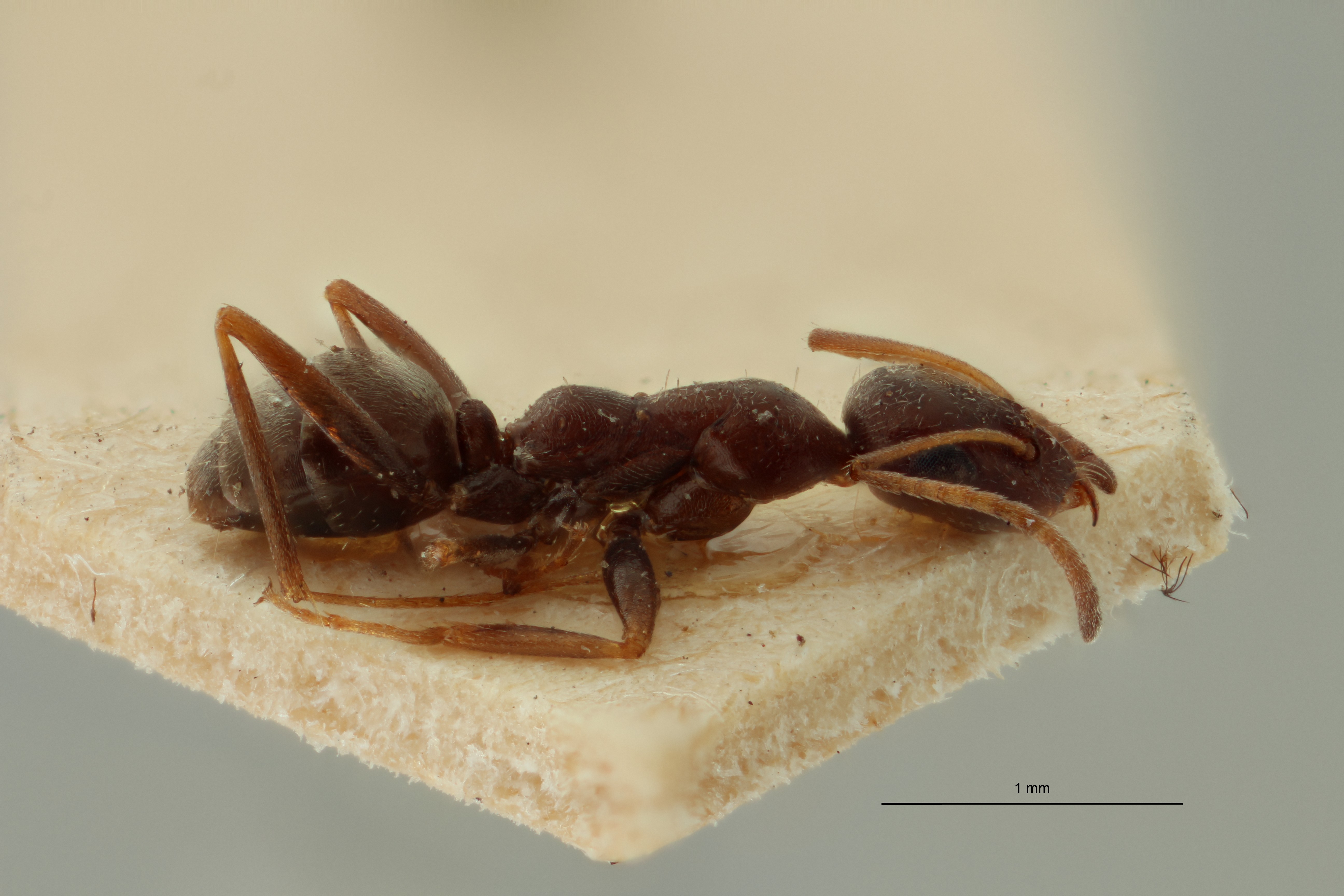 Proformica ferreri O1 L ZS PMax Scaled.jpeg