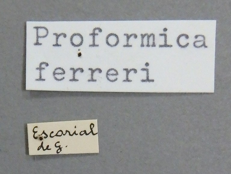 Proformica ferreri O1.JPG