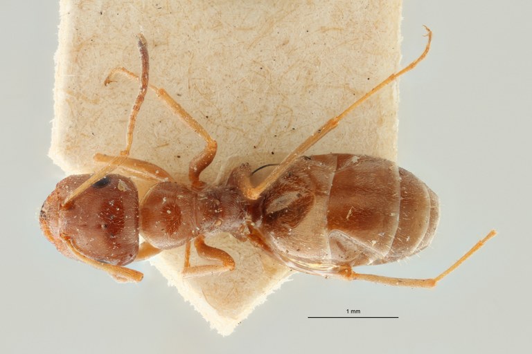 Proformica ferreri O2 D ZS PMax Scaled.jpeg Proformica ferreri O2 D ZS PMax Scaled.jpeg