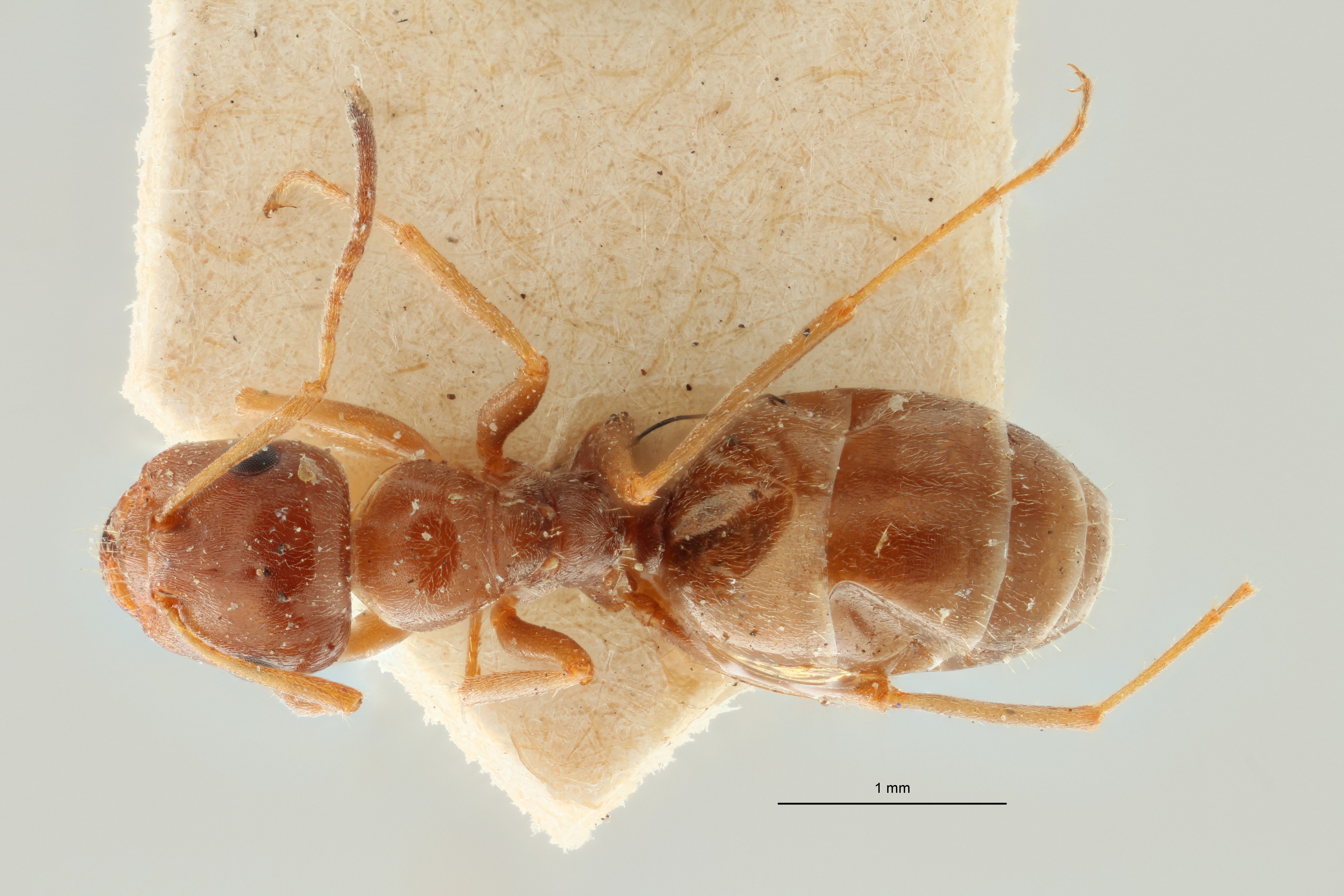 Proformica ferreri O2 D ZS PMax Scaled.jpeg