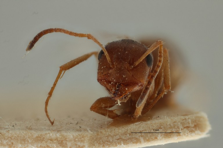 Proformica ferreri O2 F ZS PMax Scaled.jpeg Proformica ferreri O2 F ZS PMax Scaled.jpeg