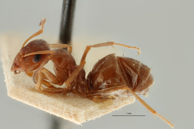 Proformica ferreri O2 L ZS PMax Scaled.jpeg Proformica ferreri O2 L ZS PMax Scaled.jpeg