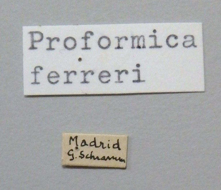 Proformica ferreri O2.JPG Proformica ferreri O2.JPG
