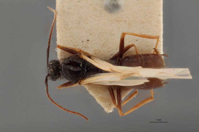 B084 Proformica ferreri Dorsal ZS PMax.jpg B084 Proformica ferreri Dorsal ZS PMax.jpg
