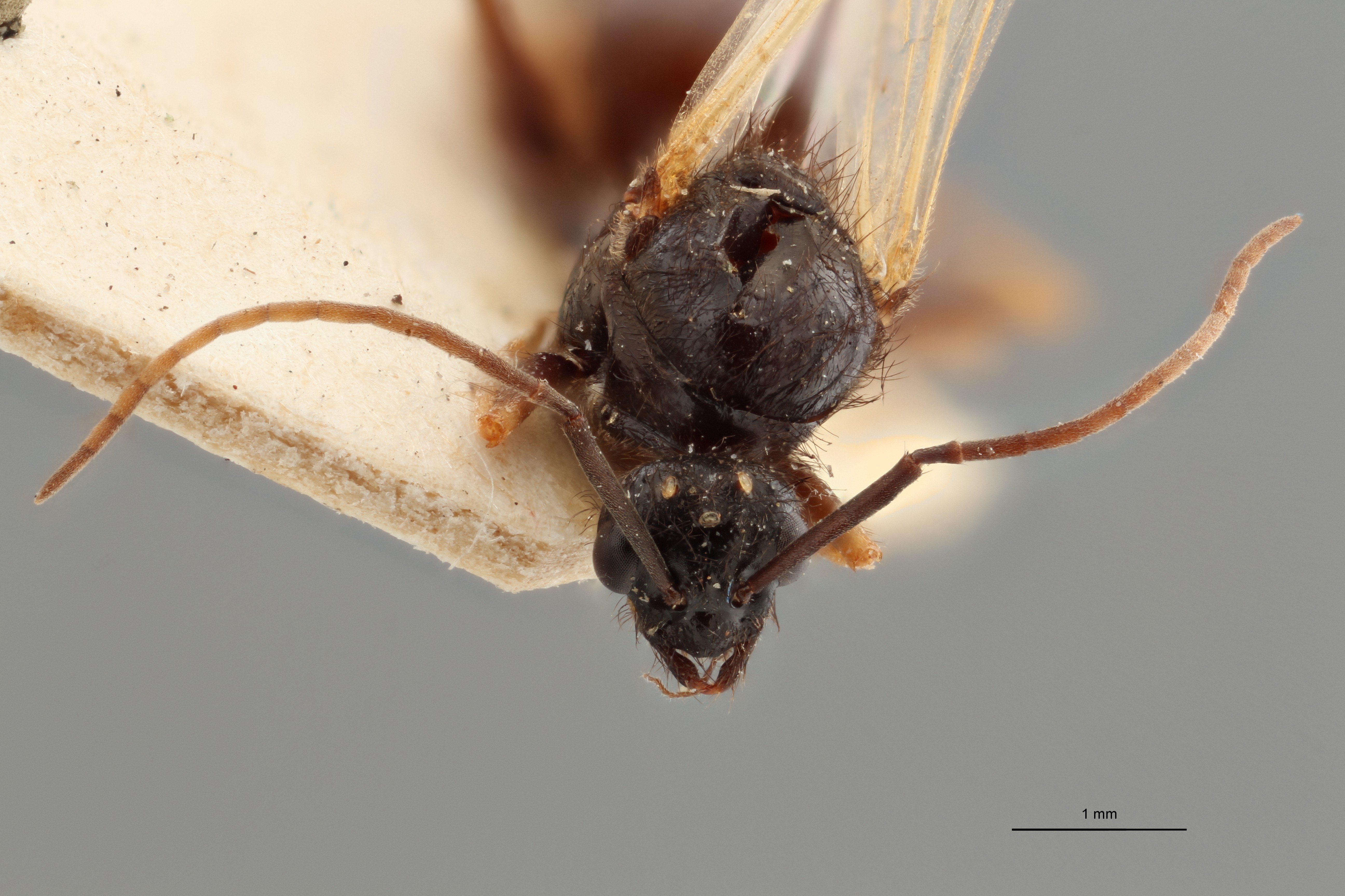 B084 Proformica ferreri Frontal ZS PMax.jpg