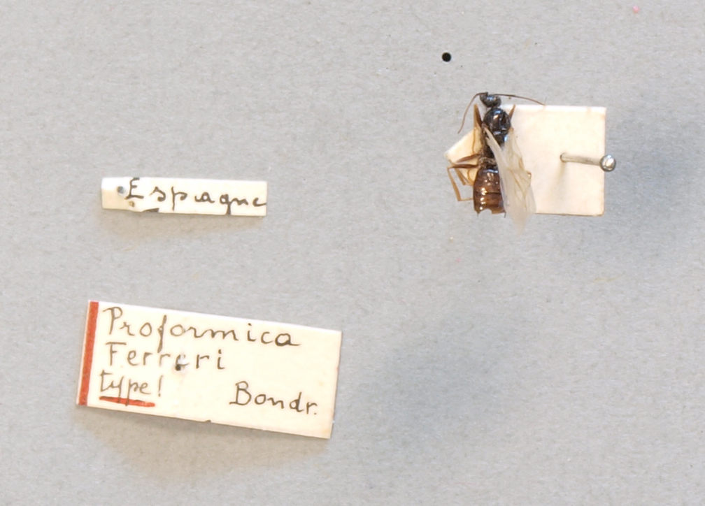 B084 Proformica ferreri Labels.JPG